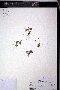 Viola pallens image