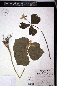 Trillium flexipes image