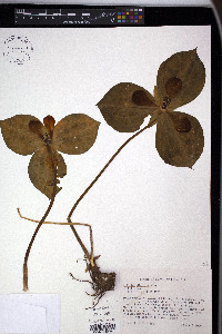 Trillium discolor image