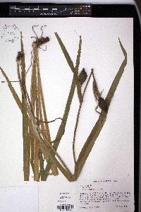 Iris fulva image