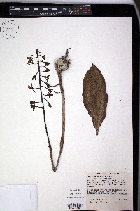 Aplectrum hyemale image
