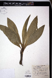 Veratrum parviflorum image