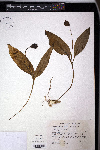 Erythronium umbilicatum image
