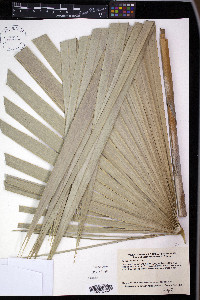 Thrinax morrisii image