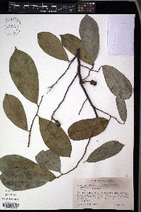 Annona muricata image