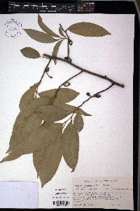 Artabotrys hexapetalus image