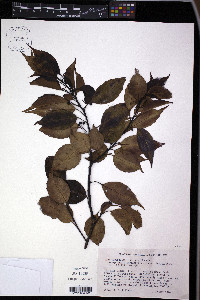 Ilex macfadyenii image