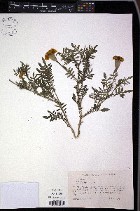 Tagetes patula image