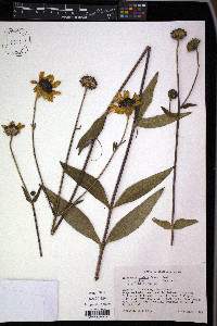Helianthus pauciflorus image