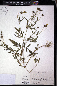 Bidens aristosa image