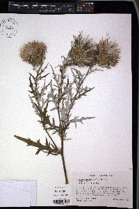 Cirsium discolor image
