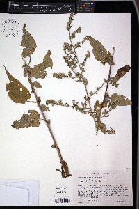 Symphyotrichum drummondii image