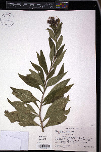 Vernonia fasciculata image