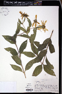 Helianthus hirsutus image