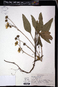 Helianthus occidentalis image