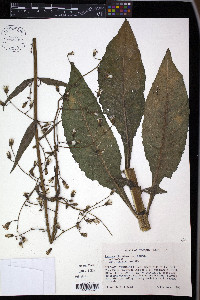 Lactuca floridana image