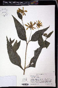 Helianthus tuberosus image