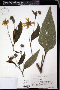 Helianthus tuberosus image