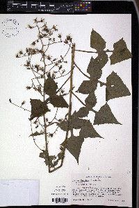 Lactuca floridana image