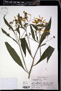 Verbesina alternifolia image