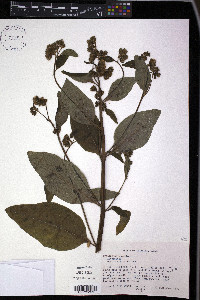 Nabalus crepidineus image