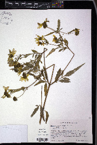 Bidens aristosa image