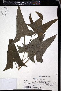 Hasteola suaveolens image