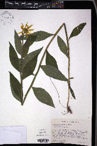 Verbesina helianthoides image