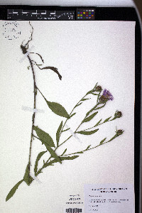 Centaurea jacea image