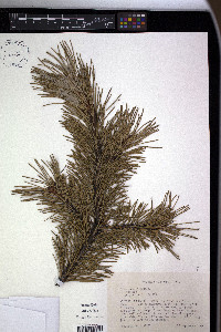 Pinus edulis image