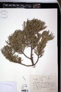 Pinus edulis image