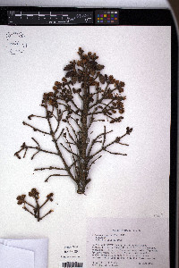 Picea mariana image
