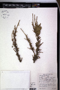 Tsuga mertensiana image