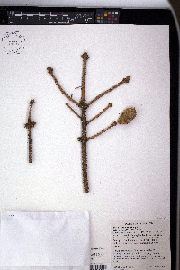 Picea sitchensis image