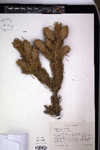 Picea pungens image