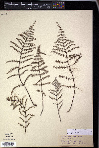 Pellaea mucronata image