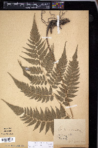 Diplazium spectabile image
