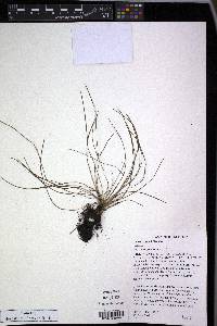 Isoëtes butleri image