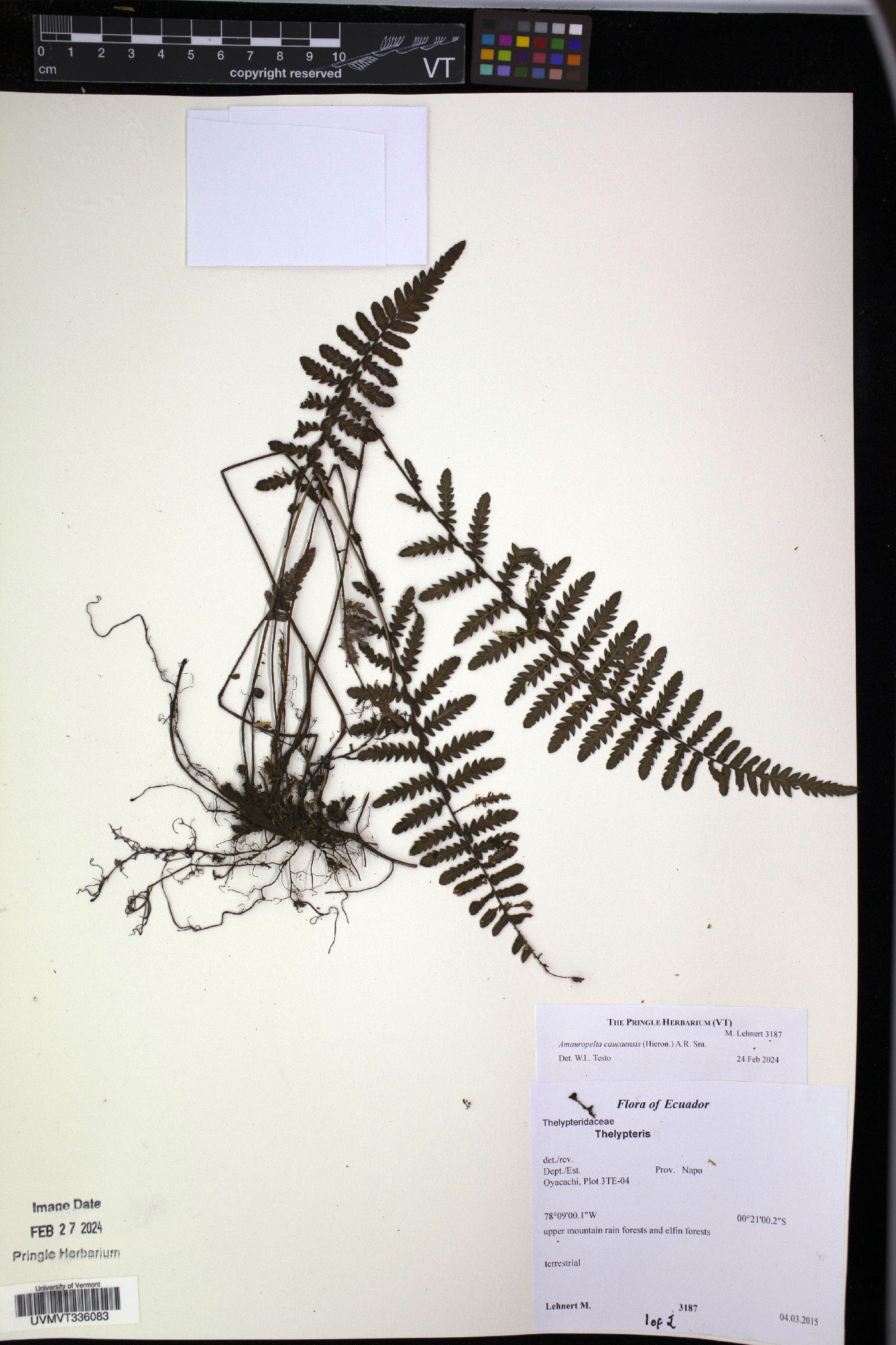 Amauropelta caucaensis image