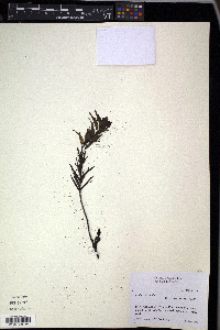 Castilleja fissifolia image
