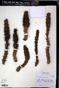 Conopholis americana image