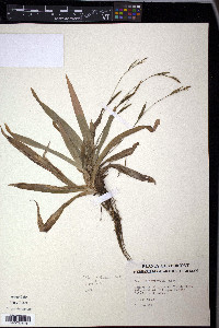 Carex platyphylla image
