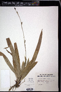Carex plantaginea image