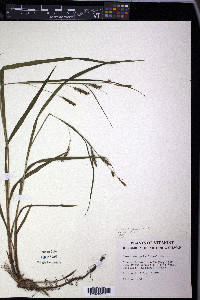 Carex scabrata image