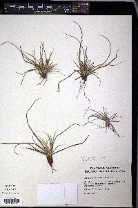 Carex rugosperma image