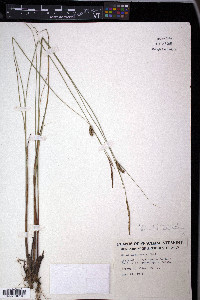Carex lasiocarpa image