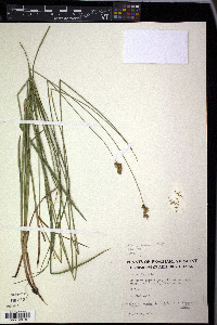 Carex leporina image