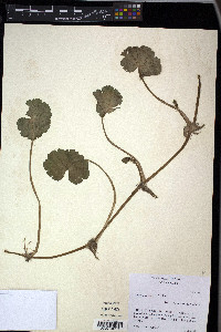 Centella asiatica image