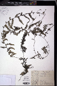 Trichomanes ankersii image