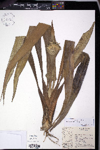 Rapatea ulei image